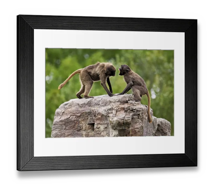 Framed Print : Two djeladas or blood-breasted baboons (Theropithecus gelada)