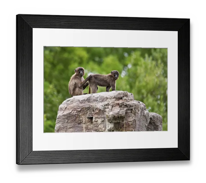 Framed Print : Djeladas or blood-breasted baboons (Theropithecus gelada) Framed Print : Djeladas or blood-breasted baboons (Theropithecus gelada)