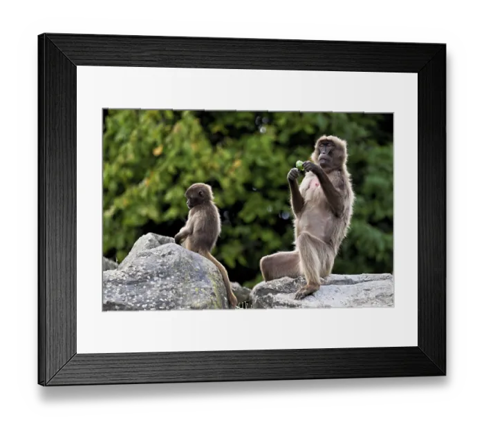 Framed Print : Djelada or blood-breasted baboon (Theropithecus gelada) Framed Print : Djelada or blood-breasted baboon (Theropithecus gelada)