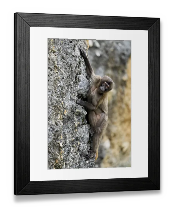Framed Print : Djelada or blood-breasted baboon (Theropithecus gelada)