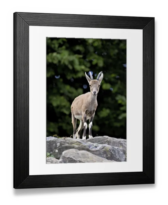 Framed Print : Nubian ibex (Capra nubiana), young animal standing on rock
