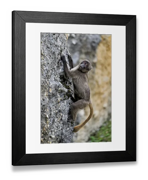 Framed Print : Djelada or blood-breasted baboon (Theropithecus gelada) Framed Print : Djelada or blood-breasted baboon (Theropithecus gelada)