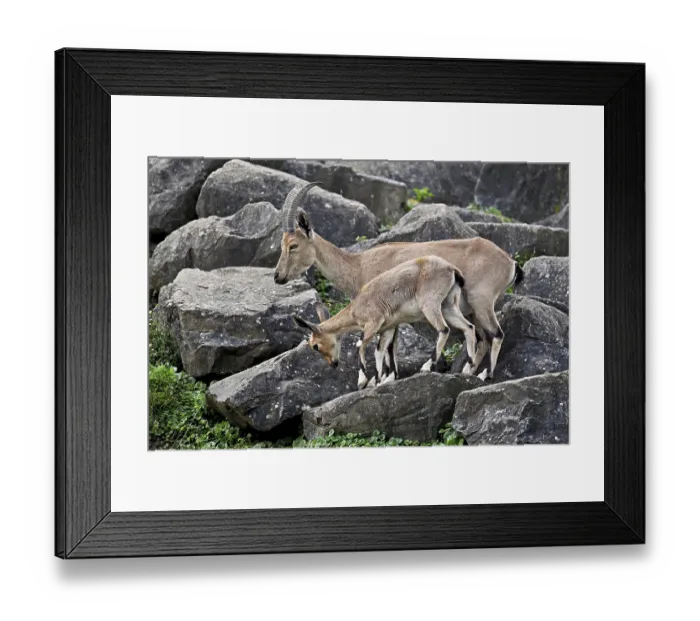 Framed Print : Nubian ibex (Capra nubiana), with young Framed Print : Nubian ibex (Capra nubiana), with young