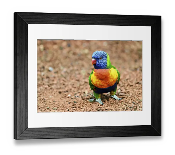 Framed Print : Rainbow Lorikeet (Trichoglossus haematodus) Framed Print : Rainbow Lorikeet (Trichoglossus haematodus)