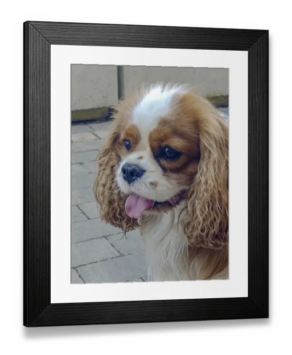 Framed Print : Cavalier King Charles Spaniel on a city street Framed Print : Cavalier King Charles Spaniel on a city street