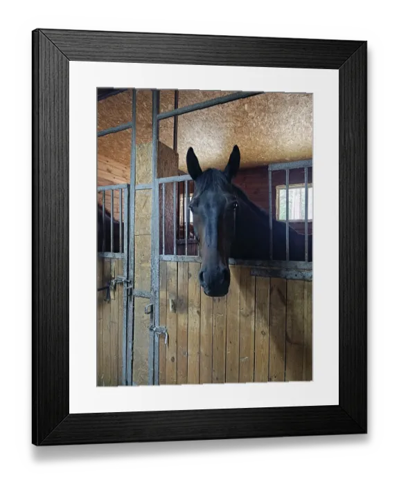 Framed Print : A black horse stands in a stall