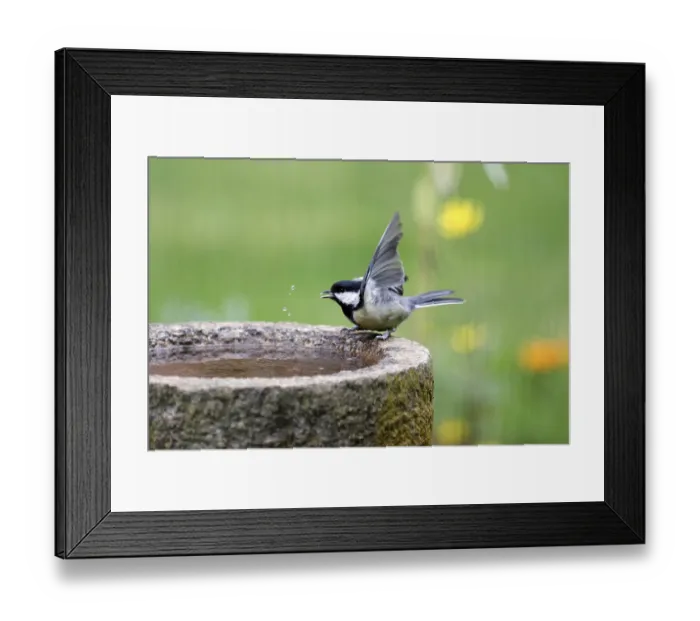 Framed Print : Great tit (Parus major), bird bath