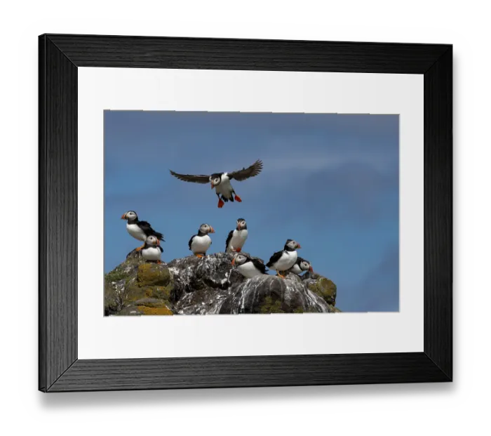 Framed Print : Group Of Seabird Species Atlantic Puffin (Fratercula arctica)