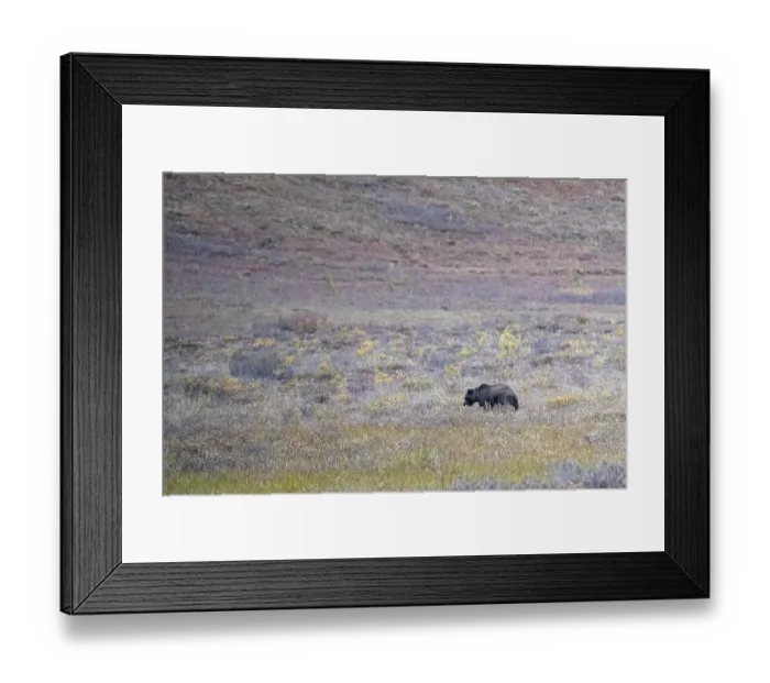 Framed Print : Brown bear, grizzly (Ursus arctos) in the autumn tundra