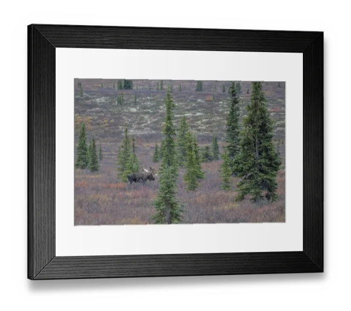 Framed Print : Moose (Alces alces), Denali National Park