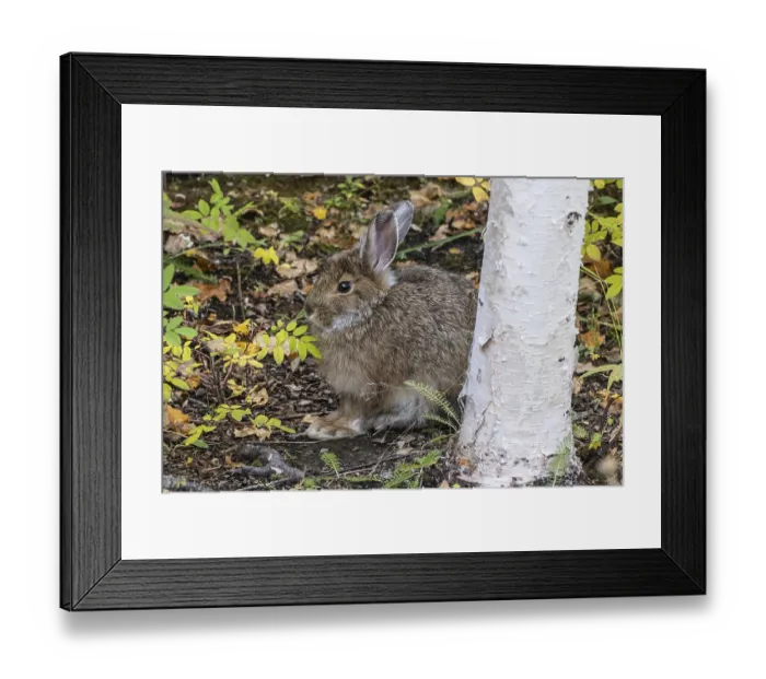 Framed Print : Snowshoe hare (Lepus americanus), Alaska, USA