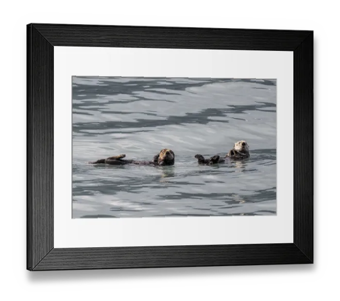 Framed Print : Sea otter (Enhydra lutris), Kenai National Park