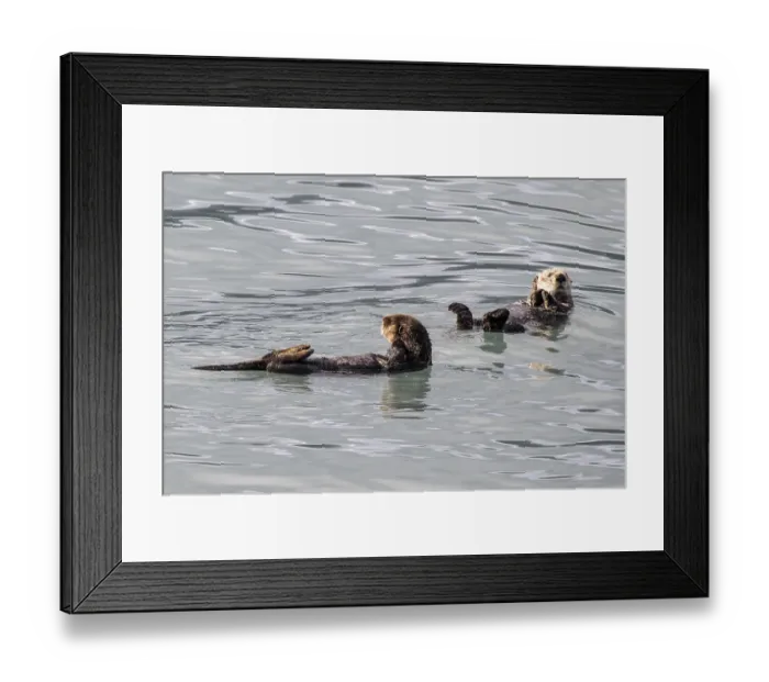Framed Print : Sea otter (Enhydra lutris), Kenai National Park Framed Print : Sea otter (Enhydra lutris), Kenai National Park