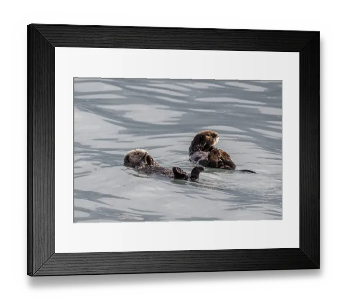 Framed Print : Sea otter (Enhydra lutris), Kenai National Park
