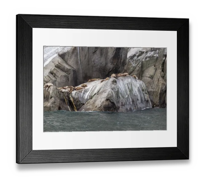 Framed Print : Steller sea lions (Eumetopias jubatus)