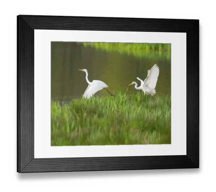 Framed Print : Great White Egret (Ardea alba)