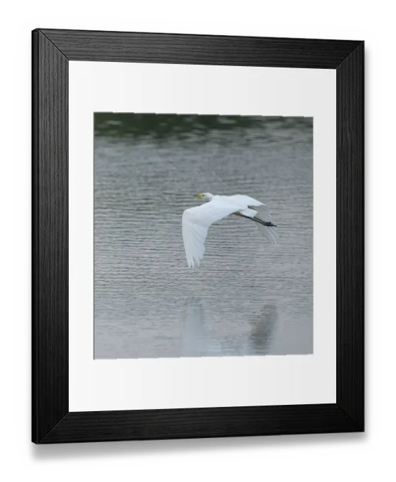 Framed Print : Great White Egret (Ardea alba) flying over a water surface Framed Print : Great White Egret (Ardea alba) flying over a water surface