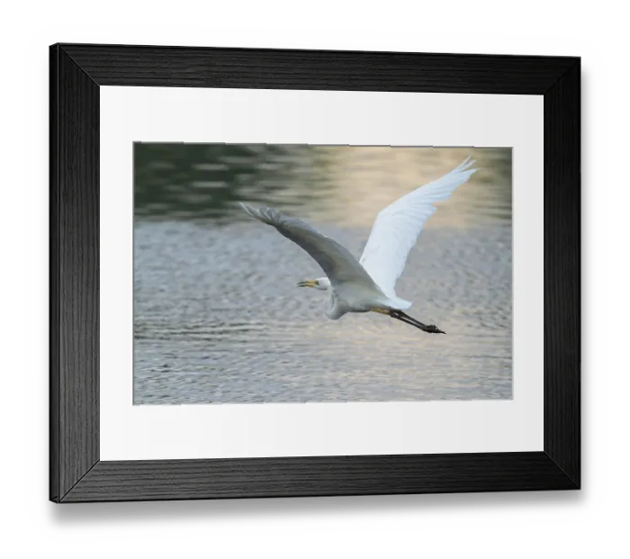 Framed Print : Great White Egret (Ardea alba) flying over a water surface Framed Print : Great White Egret (Ardea alba) flying over a water surface