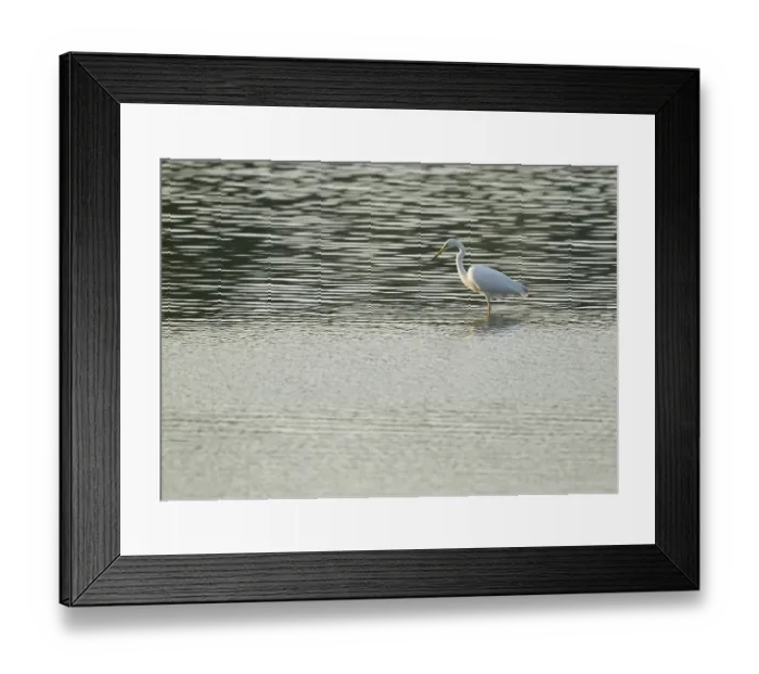 Framed Print : Great Egret (Ardea alba) standing in the shallow water zone of a wetland