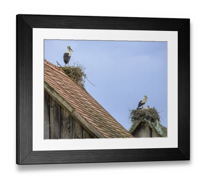 Framed Print : Stork on a nest lying on a tiled roof