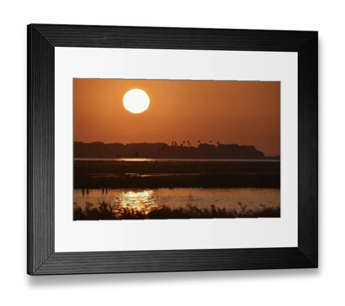 Framed Print : Greylag geese (Anser anser) flying at sunrise Framed Print : Greylag geese (Anser anser) flying at sunrise