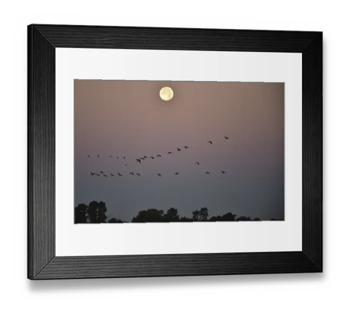 Framed Print : Greylag geese (Anser anser) fly past the full moon at sunrise Framed Print : Greylag geese (Anser anser) fly past the full moon at sunrise