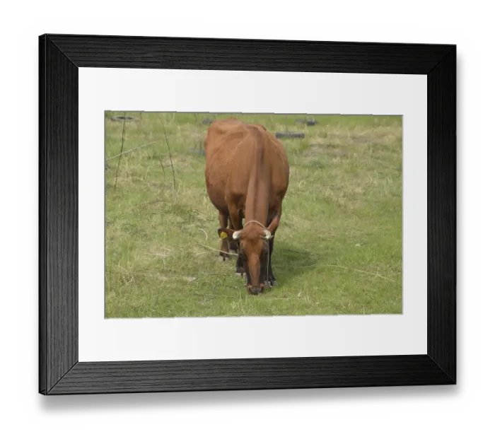 Framed Print : A cow is grazing in a meadow. Brown cow eating grass in the field Framed Print : A cow is grazing in a meadow. Brown cow eating grass in the field