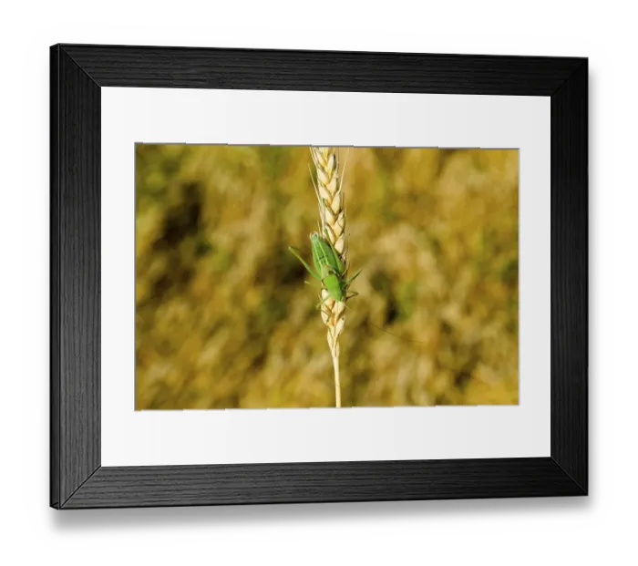 Framed Print : Isophia. Grasshopper is an isophy on a wheat spikelet Framed Print : Isophia. Grasshopper is an isophy on a wheat spikelet