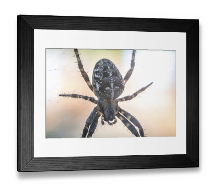 Framed Print : Close-up of a cross spider (Araneus) on a spider web in natural light Framed Print : Close-up of a cross spider (Araneus) on a spider web in natural light