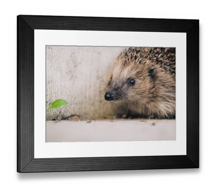Framed Print : European brown-breasted hedgehog (Erinaceus europaeus) Framed Print : European brown-breasted hedgehog (Erinaceus europaeus)