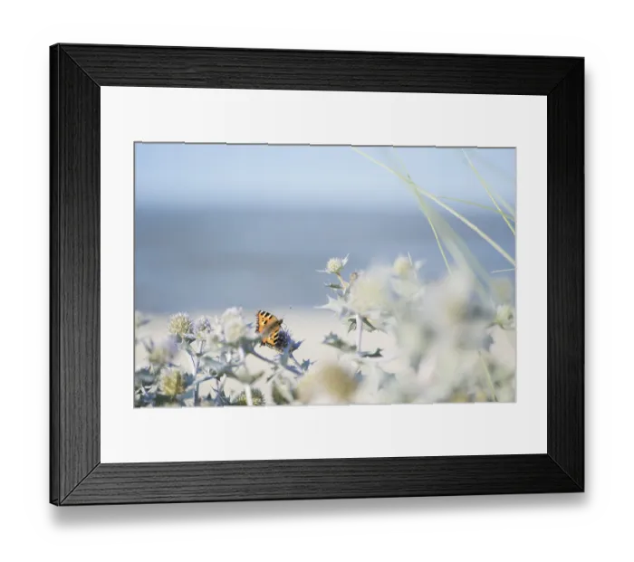 Framed Print : Small tortoiseshell (Aglais urticae) butterfly Framed Print : Small tortoiseshell (Aglais urticae) butterfly