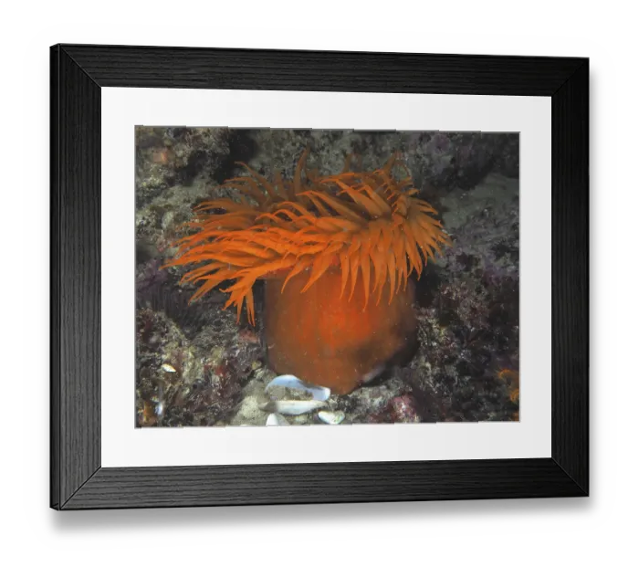 Framed Print : Orange sea anemone with long tentacles Framed Print : Orange sea anemone with long tentacles