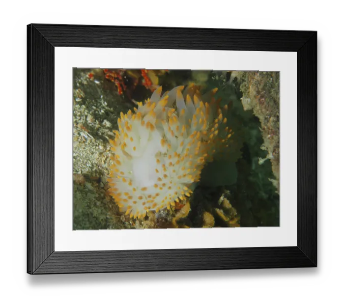 Framed Print : Orange and white gas flame nudibranch (Bonisa nakaza) on a rocky substrate Framed Print : Orange and white gas flame nudibranch (Bonisa nakaza) on a rocky substrate