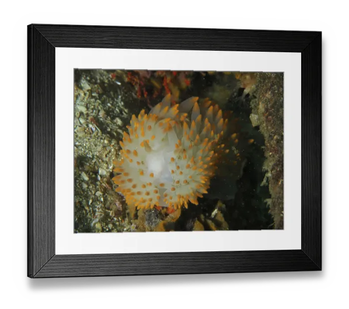 Framed Print : Nudibranch with white and orange dots