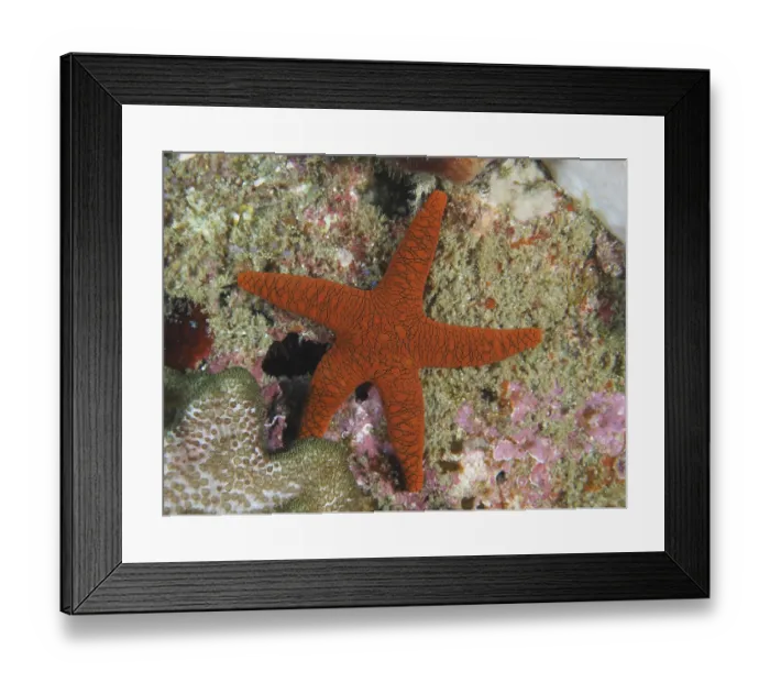 Framed Print : Orange-coloured Indian starfish (Fromia indica) with a fine structure on a coral reef