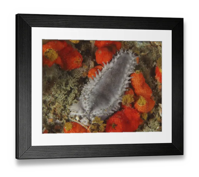 Framed Print : Grey sea cucumber with spines, Cape Town sea cucumber (Hemiocnus insolens)