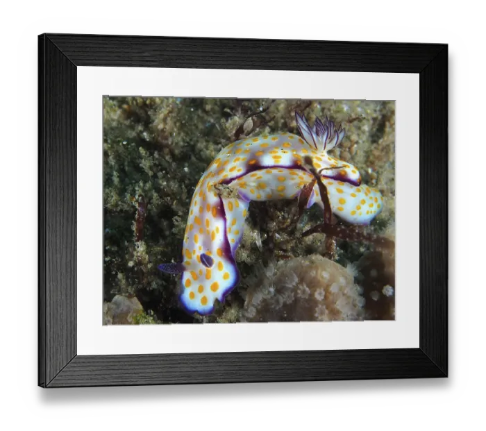 Framed Print : A colourful nudibranch with yellow dots and purple details Framed Print : A colourful nudibranch with yellow dots and purple details