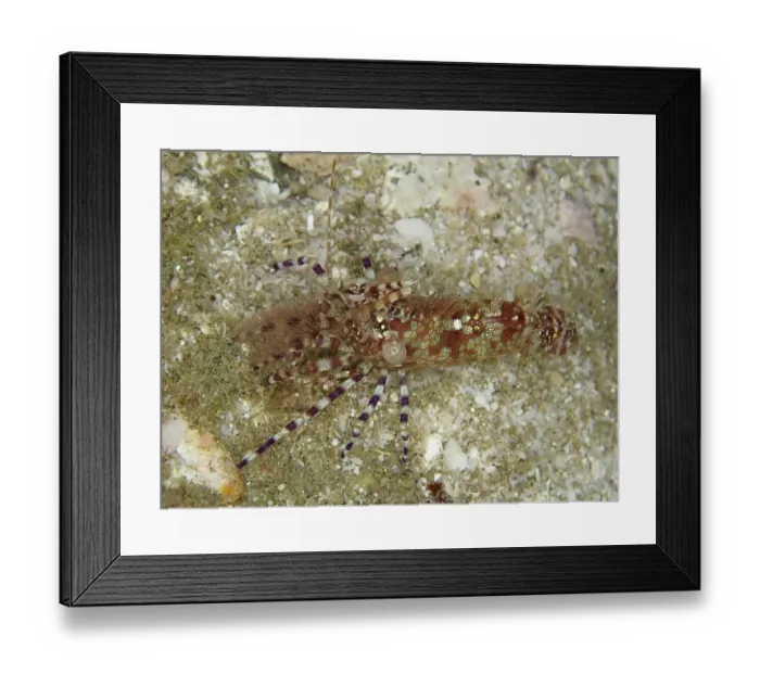 Framed Print : Common marble shrimp (Saron marmoratus) with a pattern in brown and green on a sandy substrate