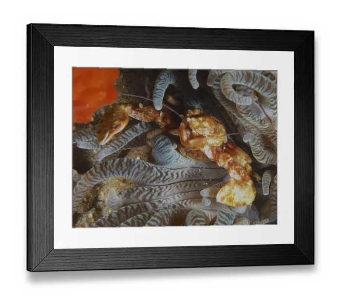 Framed Print : Yellow anemone porcelain crab (Neopetrolisthes alobatus) hiding in the tentacles of a sea anemone