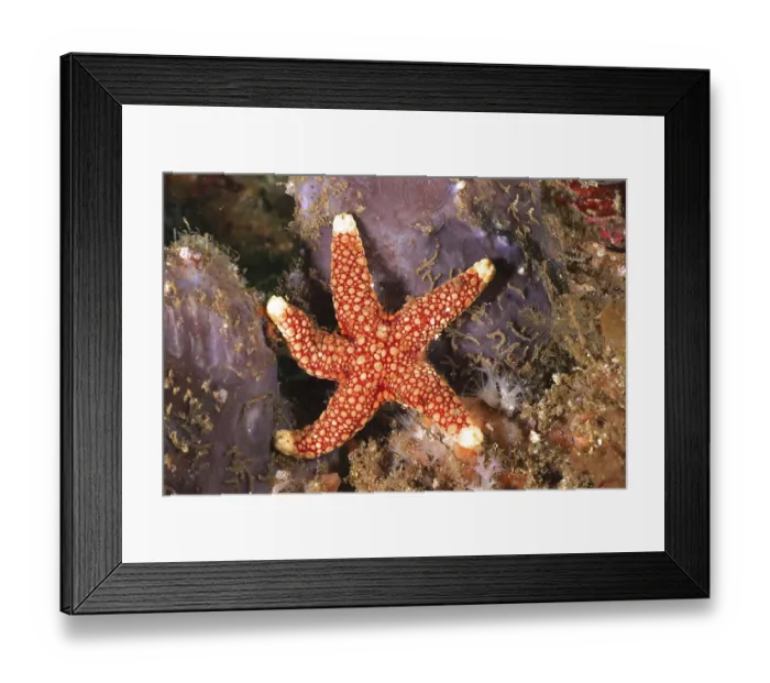 Framed Print : Bright red starfish with white markings