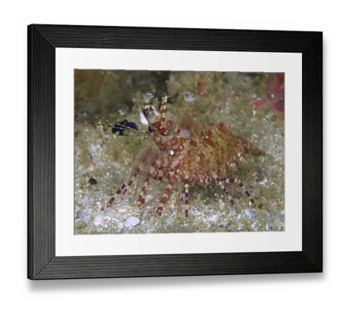 Framed Print : Red-green patterned common marbled shrimp (Saron marmoratus) crawling on a sandy substrate Framed Print : Red-green patterned common marbled shrimp (Saron marmoratus) crawling on a sandy substrate