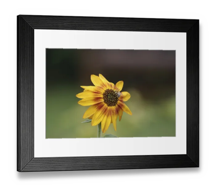 Framed Print : Sunflower (Helianthus annuus), Field bumblebee (Bombus pascuorum) Framed Print : Sunflower (Helianthus annuus), Field bumblebee (Bombus pascuorum)