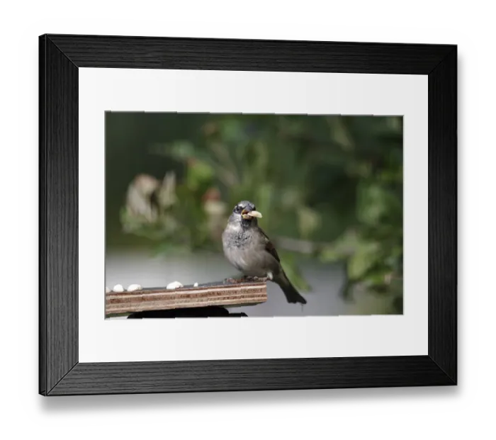 Framed Print : House sparrow (Passer domesticus)
