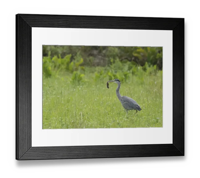 Framed Print : A grey heron (Ardea cinerea) stands in a meadow and holds a mouse in its beak