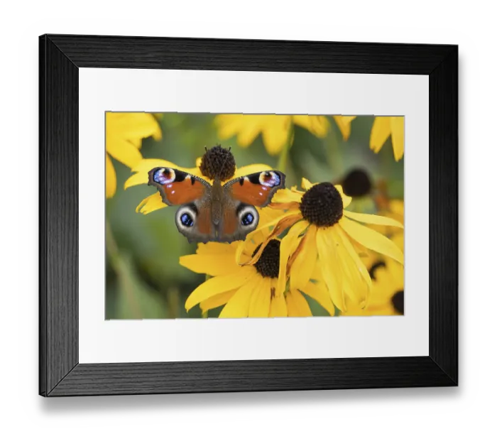 Framed Print : A peacock butterfly (Aglais io) sitting on a yellow flower Framed Print : A peacock butterfly (Aglais io) sitting on a yellow flower