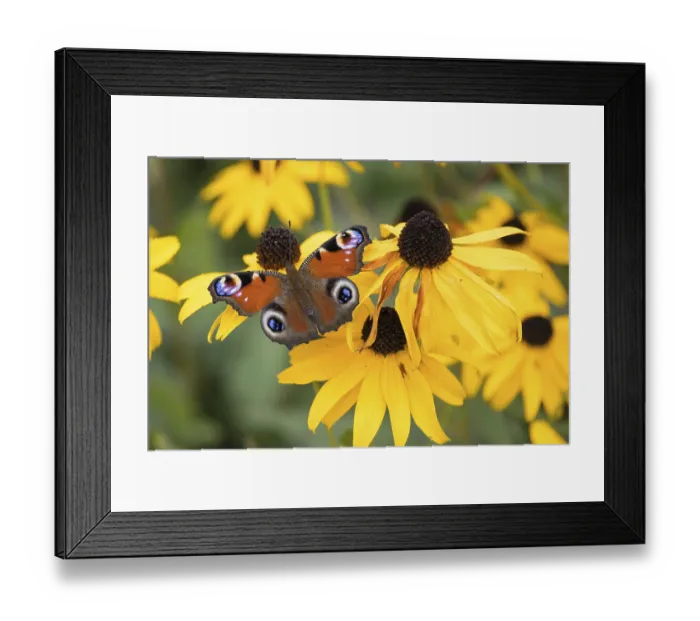 Framed Print : A peacock butterfly (Aglais io) sitting on a yellow flower Framed Print : A peacock butterfly (Aglais io) sitting on a yellow flower