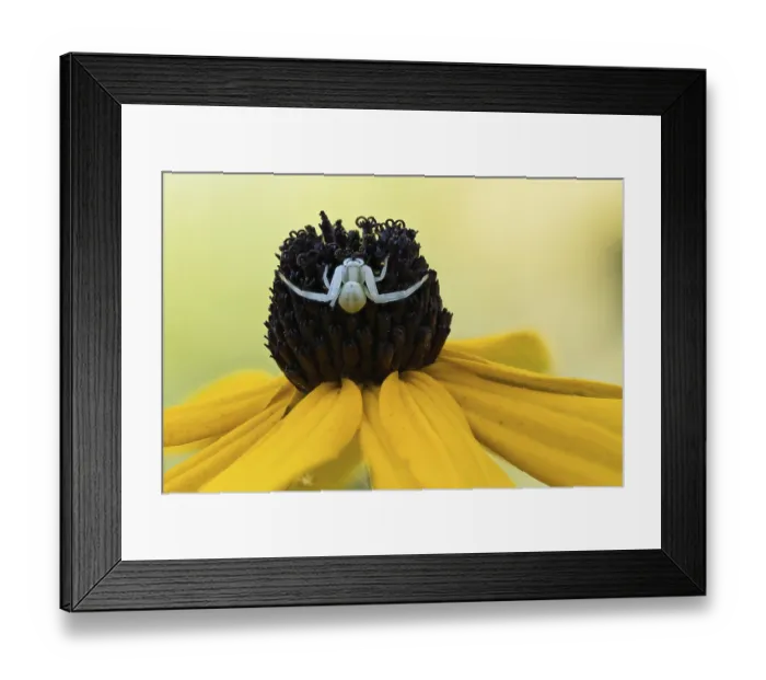 Framed Print : A Goldenrod crab spider (Misumena vatia) sits on the blossom of a yellow flower Framed Print : A Goldenrod crab spider (Misumena vatia) sits on the blossom of a yellow flower