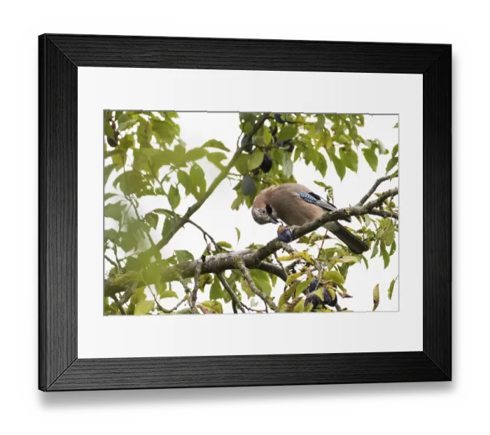 Framed Print : A jay (Garrulus Glandarius) sitting on a branch of a plum tree