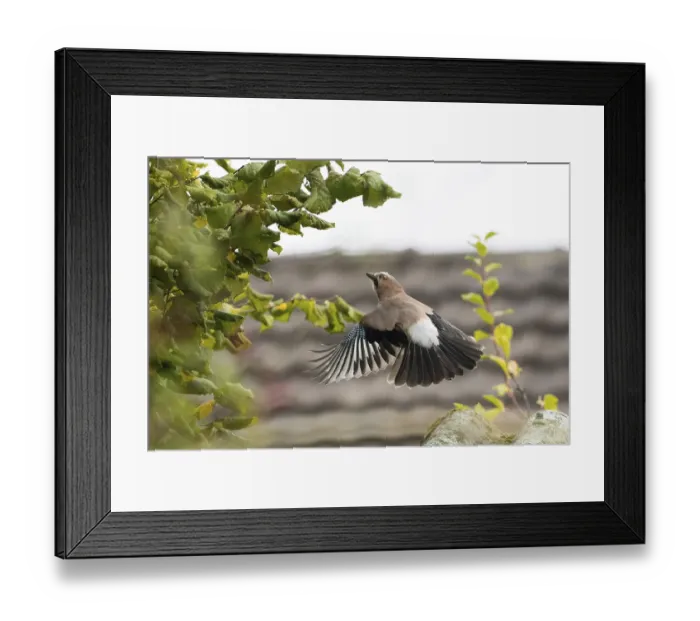 Framed Print : A jay (Garrulus Glandarius) in flight in front of a blurred background of leaves Framed Print : A jay (Garrulus Glandarius) in flight in front of a blurred background of leaves