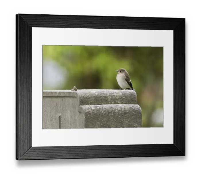 Framed Print : A pied flycatcher (Ficedula hypoleuca)
